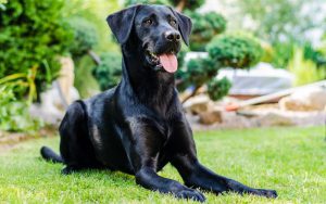 майоркская овчарка на траве