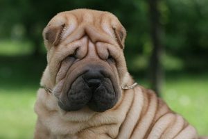 Шарпей: характеристика породы, особенности ухода за питомцем