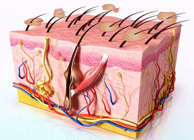 Проявление жирной себореи Проявление жирной себореи