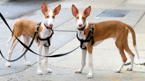 Порода поденко канарио: сочетание азарта и выносливости в питомце