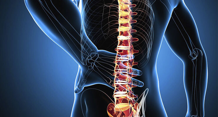 Строение позвоночника