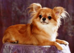 Декоративная собачка чихуахуа: правила питания, содержания, черты характера