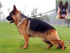 китайская овчарка