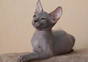 Канадские и донские сфинксы: отличительные черты с описанием породы