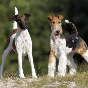 Маленькие, но невероятно сильные щенки Фокстерьер жесткошерстный: описание и отзывы о породе