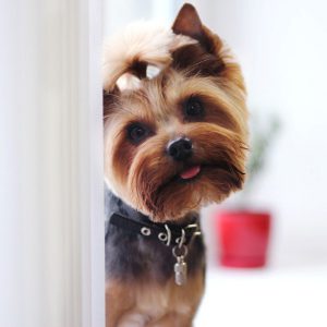 Самая маленькая и пушистая собака Йоркширский терьер: плюсы и минусы породы