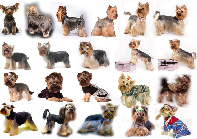 Подробная инструкция как самой подстричь Йорка в домашних условиях: фото причесок