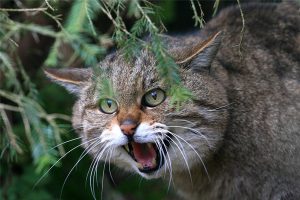 Рекомендации по содержанию в домашних условиях европейской лесной кошки