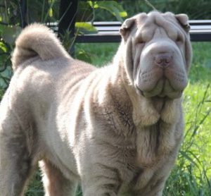 Шарпей: красота домашнего любимца не зависит от цвета шерсти