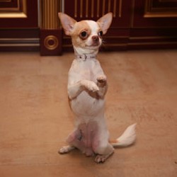 кличка для чихуахуа