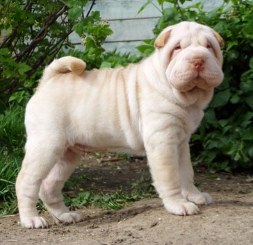 Шарпей: красота домашнего любимца не зависит от цвета шерсти