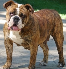 староанглийский бульдог