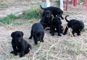 щенки майоркской овчарки