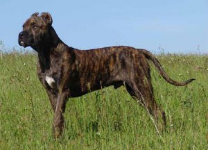 Бойцовский алано эспаньол: рекомендации по воспитанию и подавлению агрессии