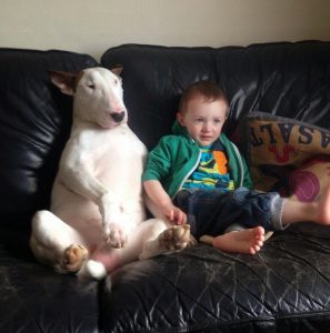 Решительная и веселая собака Бультерьер: описание, чем опасна порода?