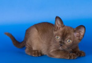 Грация и ум: американская бурма с шелковистой шерстью