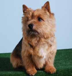 История происхождения породы