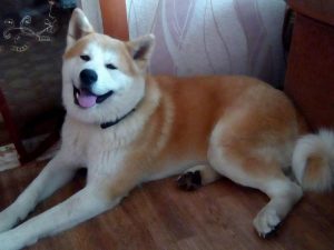 Древняя порода японская хаски: герой известного фильма Хатико