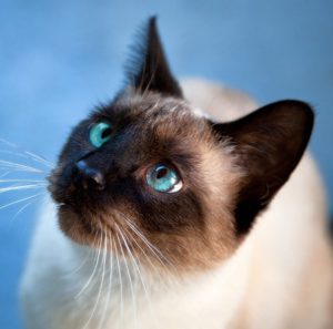 Топ лучших и уникальных имен для Сиамского кота и кошки: как назвать домашнего любимца?