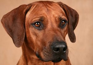 риджбек морда фото