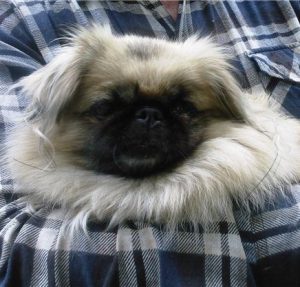 Одно из самых частых заболеваний у Пекинеса выпадают глаза: симптомы и лечение недуга