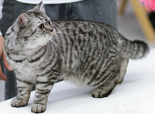 Разнообразие окрасов табби у кошек шотландской и других пород: как не ошибиться с выбором?