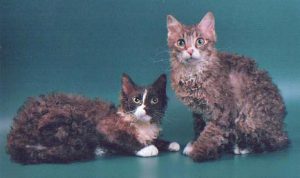 Лаперм: история происхождения кота с кучерявой шерстью