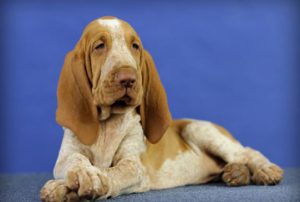 Древнейшая порода собак итальянский бракк: как найти к ней подход