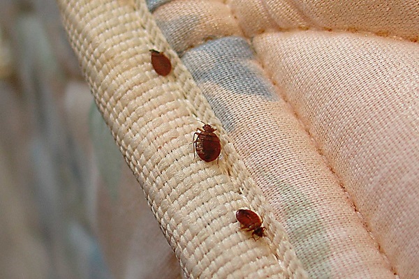 место с клопами