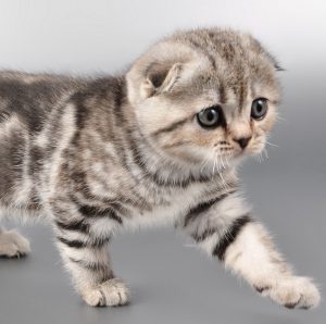 Милые и преданные Шотландские вислоухие котята: уход и питание, характер породы