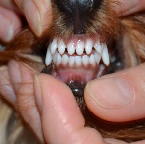 Обаятельный и жизнерадостный питомец Йоркширский терьер: характеристика породы и сколько живут?