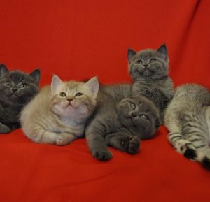 Милый и очень любопытный домашний питомец Шотландская прямоухая кошка (Скоттиш Страйт): окрасы породы