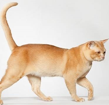 Разнообразие редких и стандартных окрасов бурманской кошки