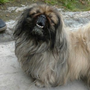 Список лучших и индивидуальных кличек для Пекинесов мальчиков и девочек