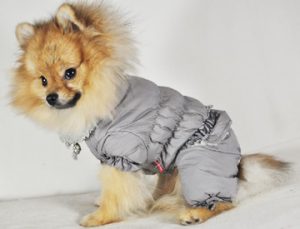 Одежда и необходимые аксессуары для содержания шпица