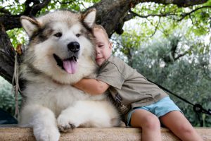 Пушистый великан: маламут аляскинский, описание породы