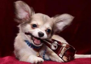 Декоративная собачка чихуахуа: правила питания, содержания, черты характера
