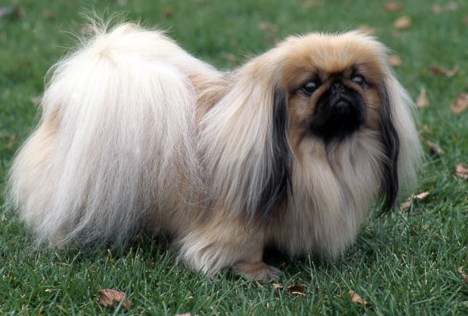 Разновидности пекинесов большая история маленькой породы