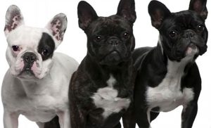 Несколько видов окрасов французских бульдогов, их характерные признаки