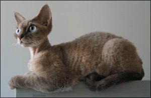 Кучерявые кошки немецкий рекс: как найти с ними общий язык