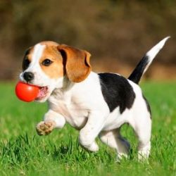 Интеллект и дрессировка собаки