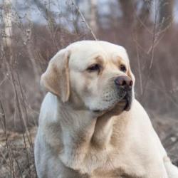 история кане корсо