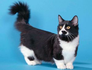 Манчкин: экзотическая порода кошек с короткими лапками