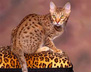 Мини-леопард в доме: знакомимся с калифорнийской сияющей кошкой