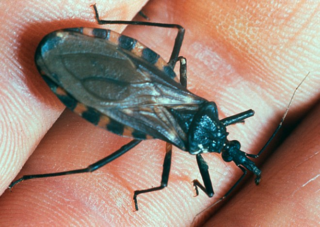 триатомовый клоп