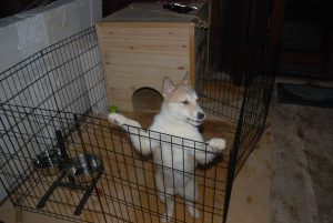 Несколько правил и рекомендаций по созданию вольера и будки для лайки