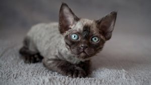 Маленькие эльфы девон рекс: коты, не вызывающие аллергию