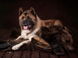 Собака акита американская: история происхождения питомца с удивительно спокойным характером