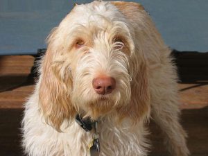 Знакомимся: собака с жизнерадостным нравом итальянский спиноне