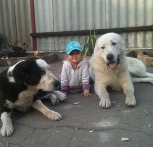 Превосходный охранник и член семьи Среднеазиатская овчарка (Алабай): характеристика породы